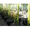 Madake Γίγαντας Μπαμπού σπόροι (Phyllostachys bambusoides)