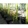 Price: €1.95 - Madake Jätte Bambu Fröer (Phyllostachys bambusoides) - 
