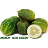 Price: €1.95 - Semi di Cetriolo Indiano DOSAKAI - 