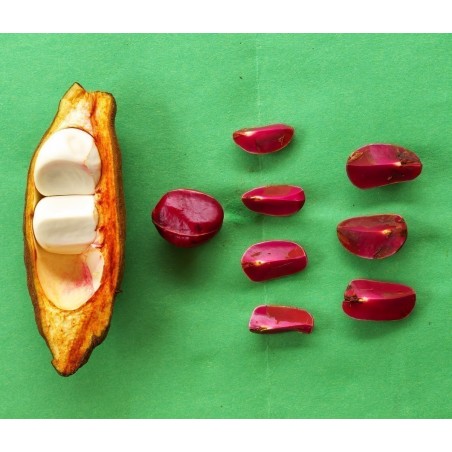 Price: €9.5 - Coca Cola - Kola nut Seeds (Cola acuminata) -
