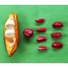 Price: €9.5 - Coca Cola - Kolanuss Samen (Cola acuminata) - 