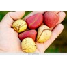 Price: €9.5 - Semi di NOCE DI COLA - Coca Cola (Cola acuminata) - 