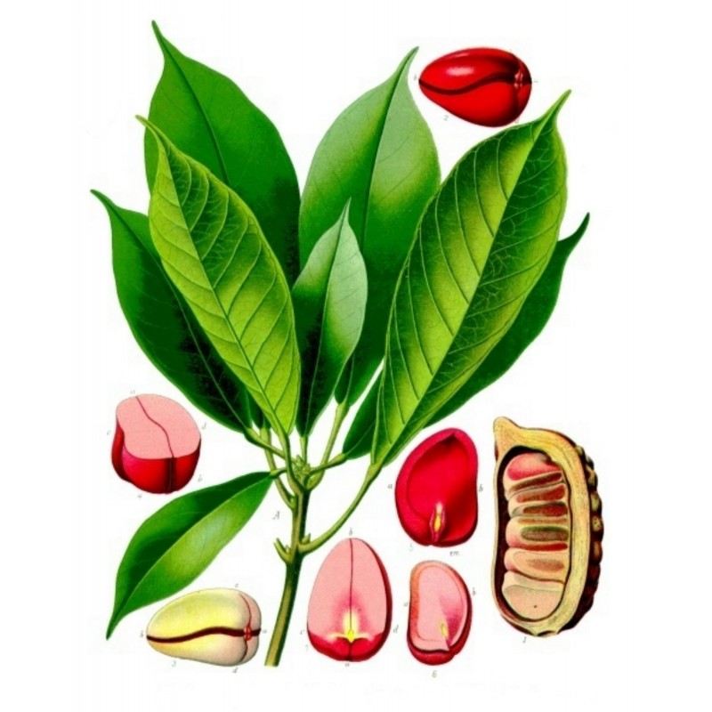 Price: €9.5 - Kolanöt Fröer - Coca Cola (Cola acuminata) - 