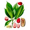 Price: €9.5 - Kolanöt Fröer - Coca Cola (Cola acuminata) - 