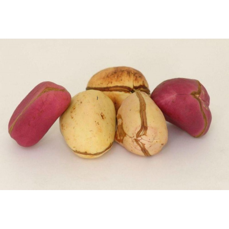 Price: €9.5 - Σπόροι ΚΟΛΑ - Coca Cola (Cola acuminata) - 