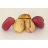 Price: €9.5 - Coca Cola - Kolanuss Samen (Cola acuminata) - 
