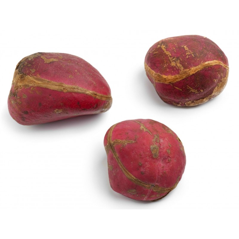 Price: €9.5 - Coca Cola - Kolanuss Samen (Cola acuminata) - 