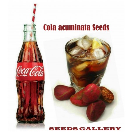 Price: €9.5 - Semillas de NUEZ DE KOLA - Coca Cola -