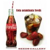 Price: €9.5 - Coca Cola - Kolanuss Samen (Cola acuminata) - 