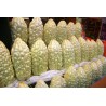 Price: €6.5 - Semi di Charantea Bianco (Momordica charantia) - Seeds Gallery