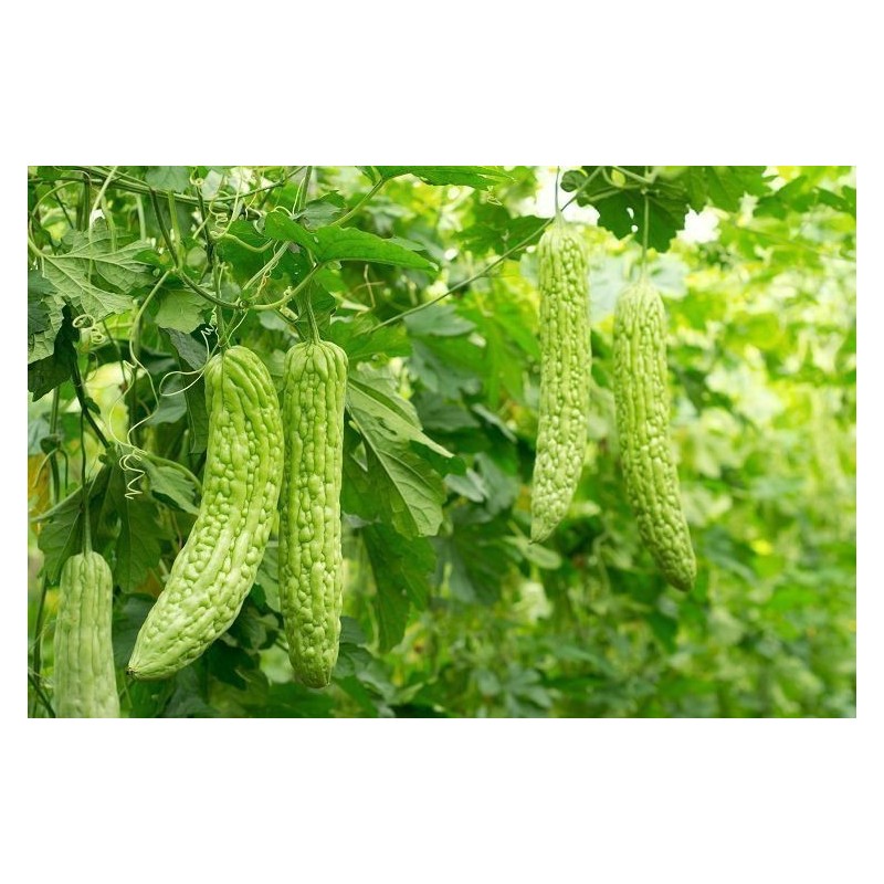 Price: €6.5 - Semi di Charantea Bianco (Momordica charantia) - Seeds Gallery