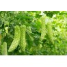 Price: €6.5 - Semi di Charantea Bianco (Momordica charantia) - Seeds Gallery