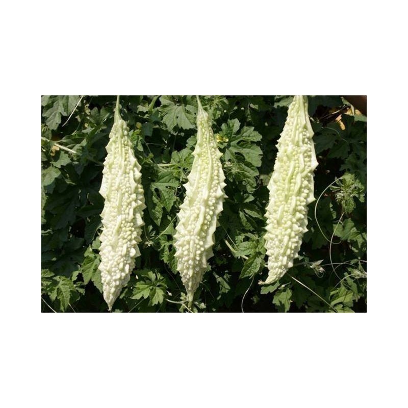 Price: €6.5 - Semi di Charantea Bianco (Momordica charantia) - Seeds Gallery