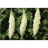 Price: €6.5 - Vit Bittergurka - Karela Frön (Momordica charantia) - Seeds Gallery