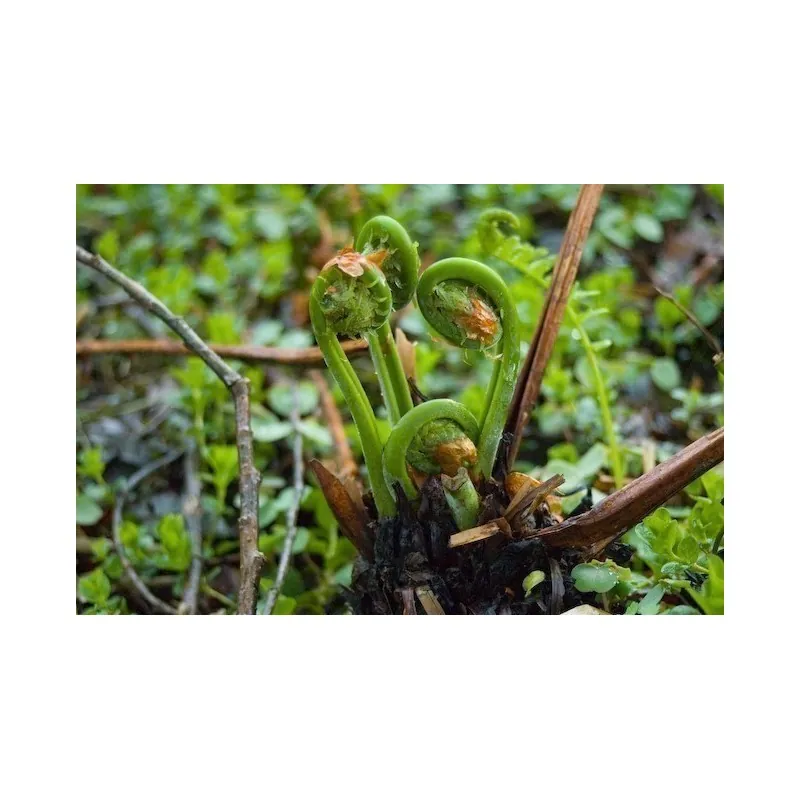 Esporas - Semillas de Helecho (Matteuccia struthiopteris)