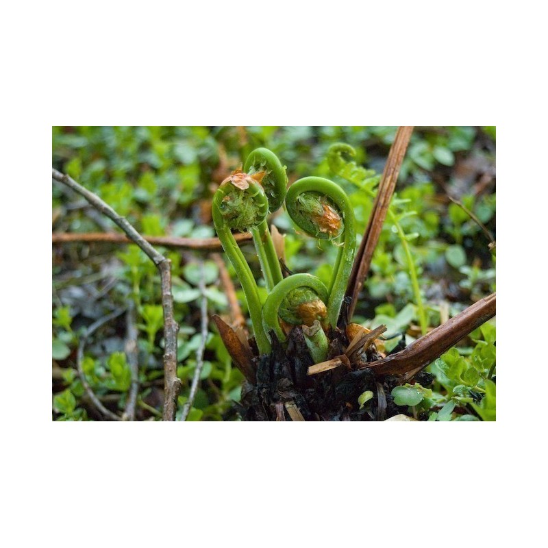 Price: €2.95 - Stela Spore - Seme (Matteuccia struthiopteris) - 