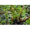 Spore - Semi di Matteuccia (Matteuccia struthiopteris)