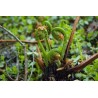 Price: €2.95 - Stela Spore - Seme (Matteuccia struthiopteris) - 