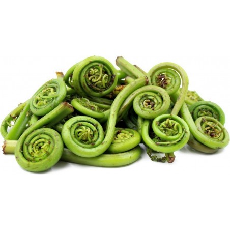 Price: €2.95 - Straußenfarn oder Straußfarn Sporen - Samen -