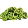 Price: €2.95 - Stela Spore - Seme (Matteuccia struthiopteris) - 