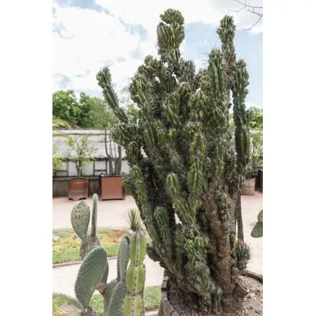 Peruanischer Apfelkaktus - Kadushi Samen (Cereus Peruvianus)