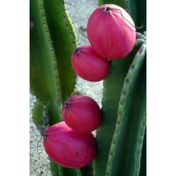 Peruvian Apple Cactus Seeds (Cereus peruvianus)