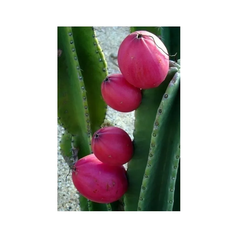 Peruanischer Apfelkaktus - Kadushi Samen (Cereus Peruvianus)