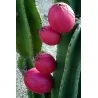 Peruanischer Apfelkaktus - Kadushi Samen (Cereus Peruvianus)