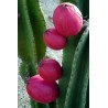 Peruvian Apple Cactus Seeds (Cereus peruvianus) | 1,95 €