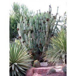 Semillas de Cactus del ordenador (Cereus peruvianus)