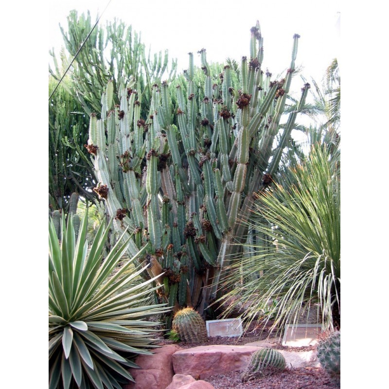 Peruvian äpple kaktus Kaktusfrön (Cereus peruvianus) | 1,95 €