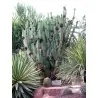Peruanischer Apfelkaktus - Kadushi Samen (Cereus Peruvianus)