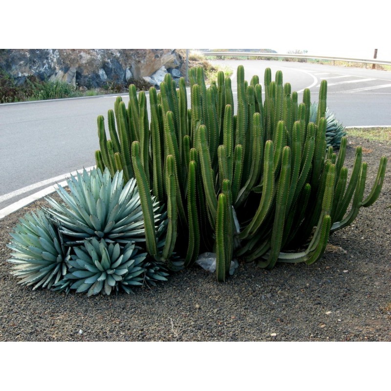 Semi di Cereo del Peru (Cereus peruvianus) | 1,95 €