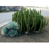 Peruanischer Apfelkaktus - Kadushi Samen (Cereus Peruvianus) | 1,95 €