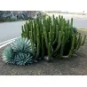 Sementes De Cactos Maça Do Peru (Cereus Peruvianus)