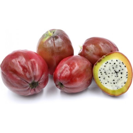 Price: €1.95 - Graines de Cierge du Pérou (Cereus Peruvianus) -
