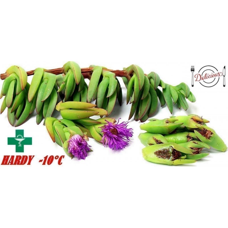 Price: €1.85 - Jestiva Ledena Biljka Seme (Carpobrotus edulis) - 