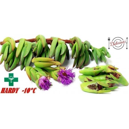 Price: €1.85 - Sementes de Chorão-Das-Praias (Carpobrotus edulis) -