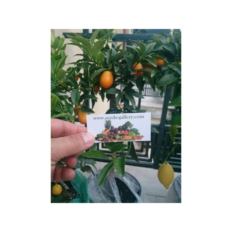 Σπόροι Κουμκουάτ ΓΊΓΑΝΤΑΣ (Fortunella Margarita)