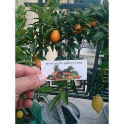 Semillas de Naranjo Enano GIGANTE, Kumquat GIGANTE (Fortunella margarita)