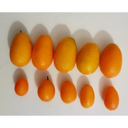 Riesen Kumquat Samen Frosthart (Fortunella margarita)