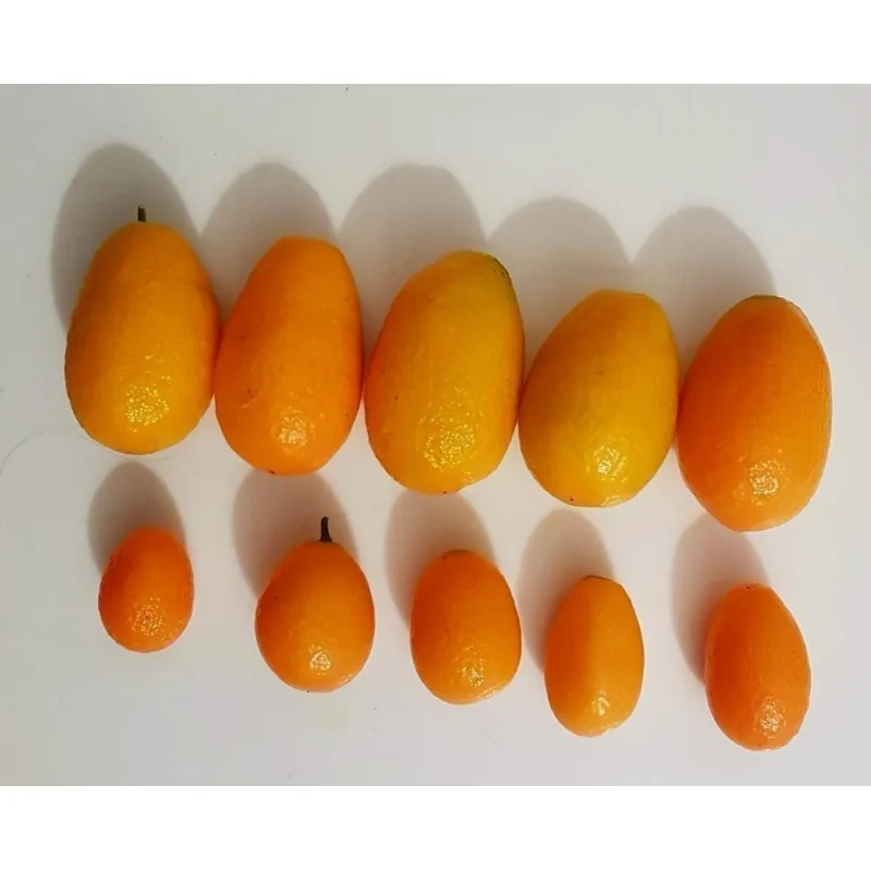 Kinkan JÄTTE - Kumquat JÄTTE Frö (Fortunella margarita)