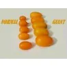 Kinkan JÄTTE - Kumquat JÄTTE Frö (Fortunella margarita)