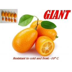 Graines de Kumquat Géant (Fortunella Margarita) résistent au gel -10 C