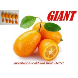 Kinkan JÄTTE - Kumquat JÄTTE Frö (Fortunella margarita) Frost Hardy -10 C
