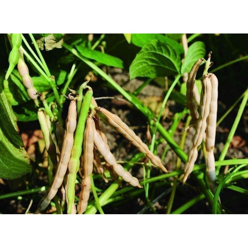 Price: €1.75 - Semillas de Frijol Azuki (Vigna angularis) - 