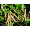 Price: €1.75 - Azukiböna Frö (Vigna angularis) - 