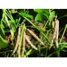 Semi di Fagiolo Azuki (Vigna angularis)