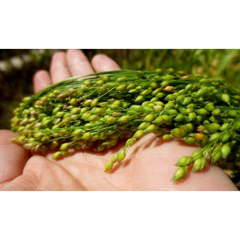 Semillas de Mijo Común (Panicum miliaceum)