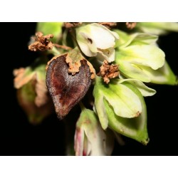 Σπόροι Φαγόπυρον το εδώδιμον (Fagopyrum esculentum)